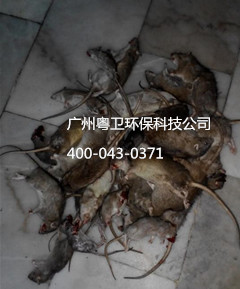 廣州專業(yè)滅鼠公司