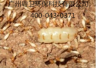 廣州專(zhuān)業(yè)滅殺白蟻公司