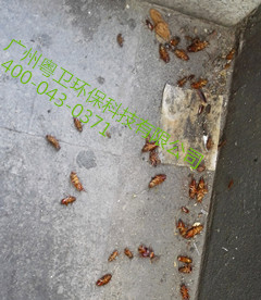 廣州專業(yè)滅蟑螂公司