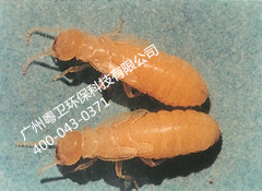 廣州專業(yè)白蟻防治公司 廣州專業(yè)白蟻防治公司