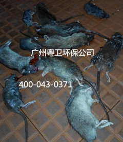 廣州專業(yè)滅鼠公司 廣州專業(yè)滅鼠公司