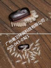 廣州滅蟑螂公司