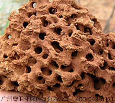 廣州滅紅火蟻公司 廣州滅紅火蟻公司