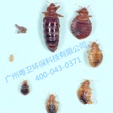 廣州滅臭蟲(chóng)公司