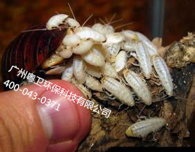廣州滅蟑公司